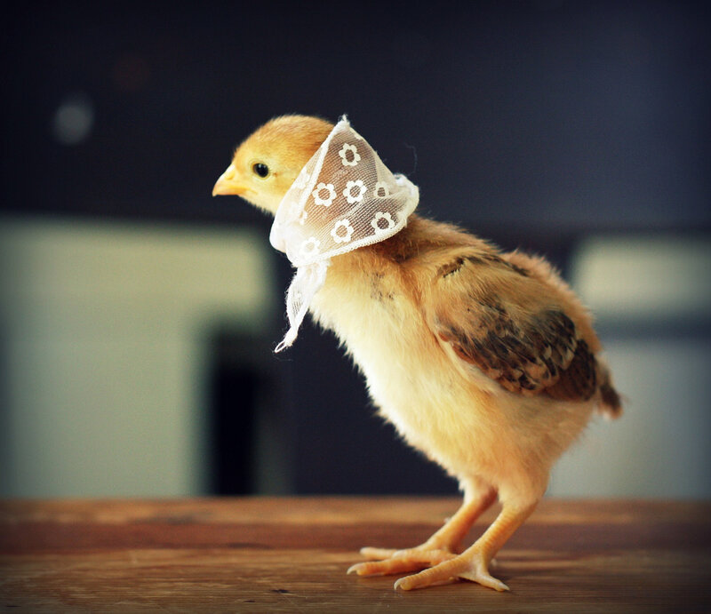 Chick Wearing Bandana