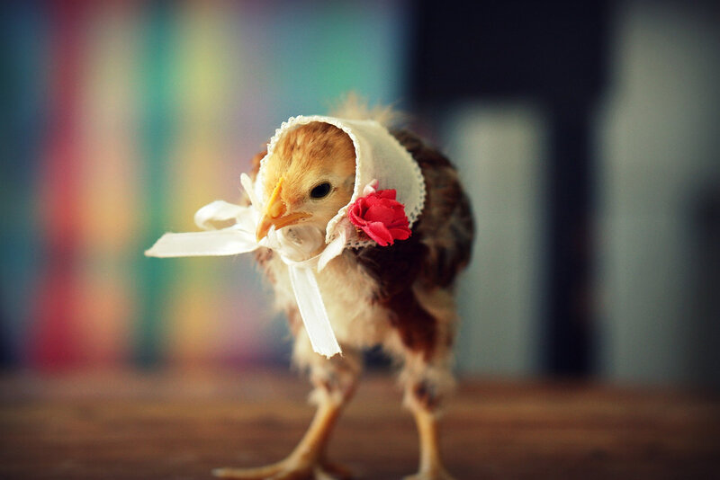 Chick Wearing Bonnet — Brown