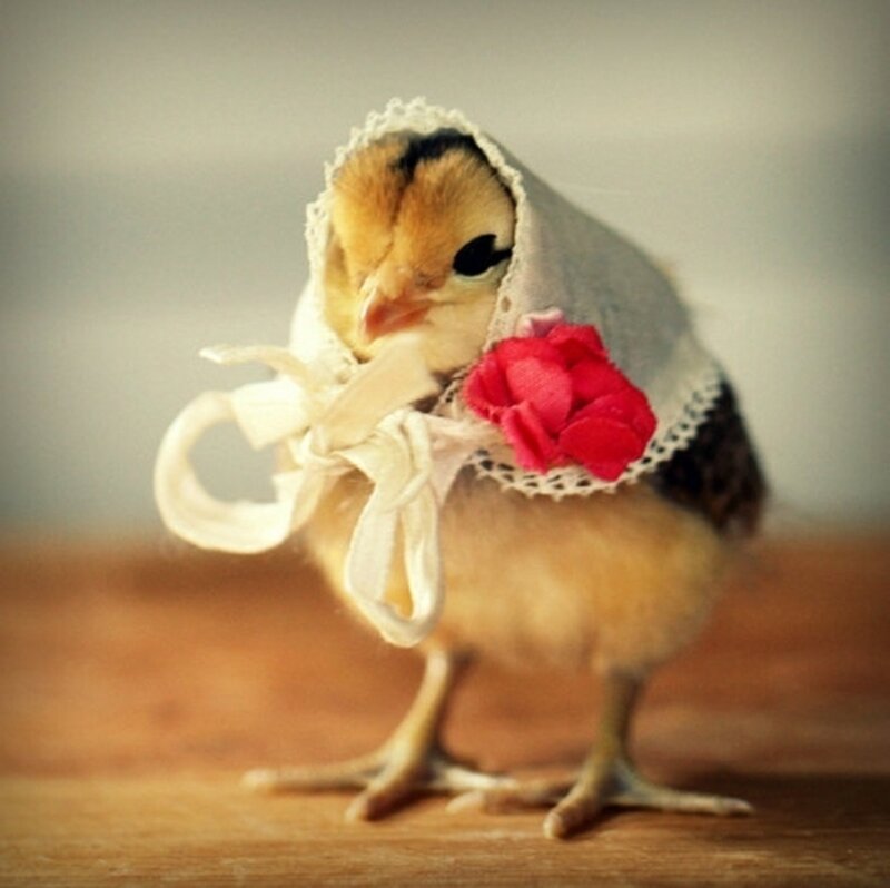Chick Wearing Bonnet