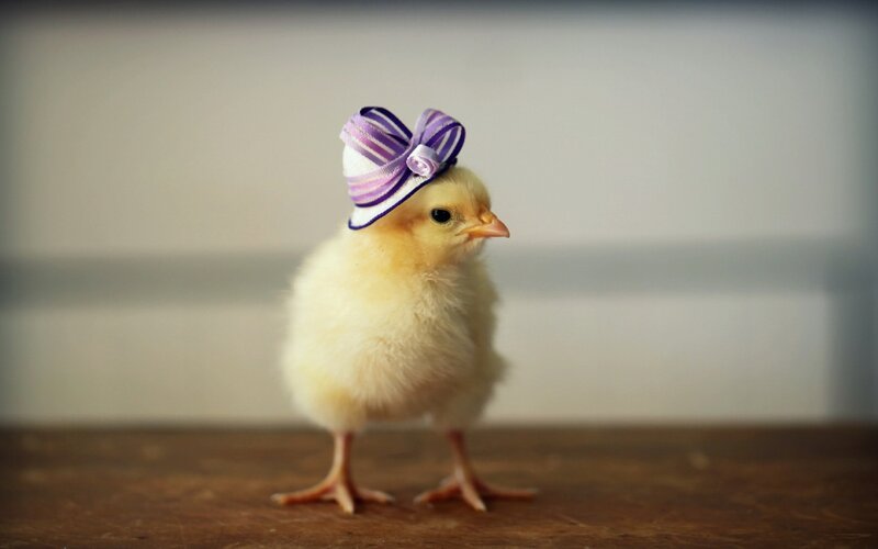 Chick Wearing Bow