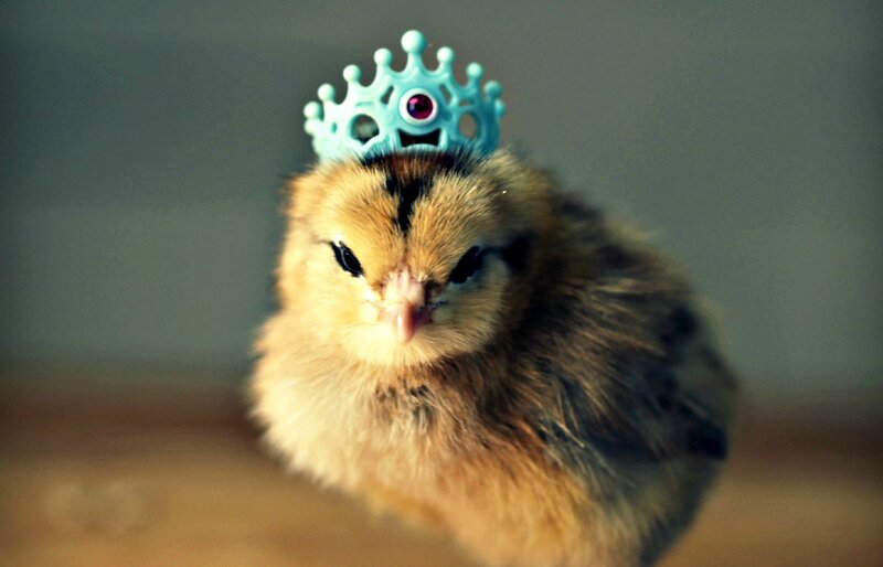 Chick Wearing Crown