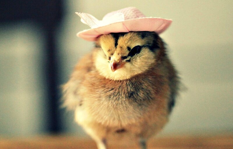 Chick Wearing Hat — Brown