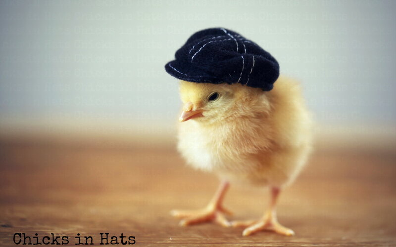 Chick Wearing Hat — Yellow, Cute, Photograph