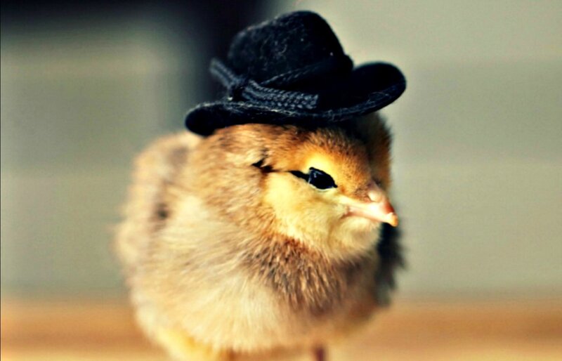 Chick Wearing Hat — Yellow, Cute