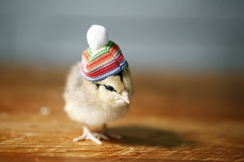 Chick Wearing Hat — Yellow