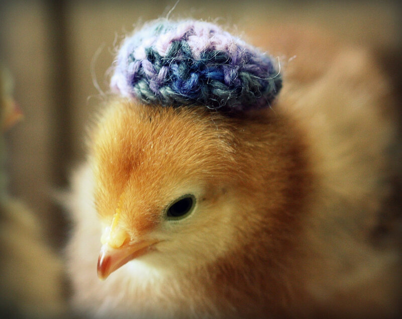 Chick Wearing Knitted Hat