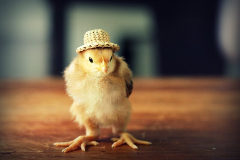 Chick Wearing Straw Hat