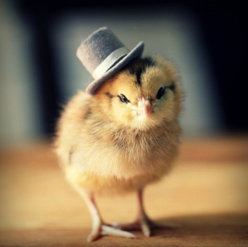Chick Wearing Top Hat