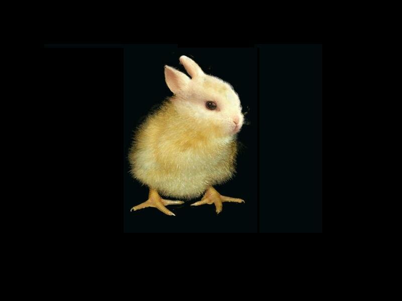 chick with bunny ears