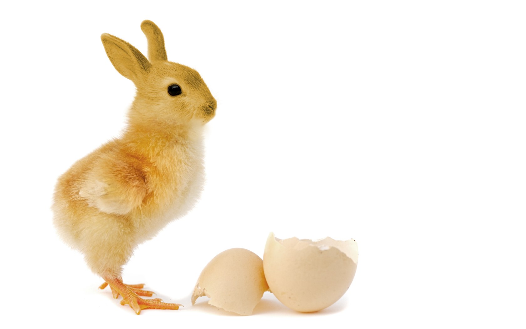 chick with bunny ears
