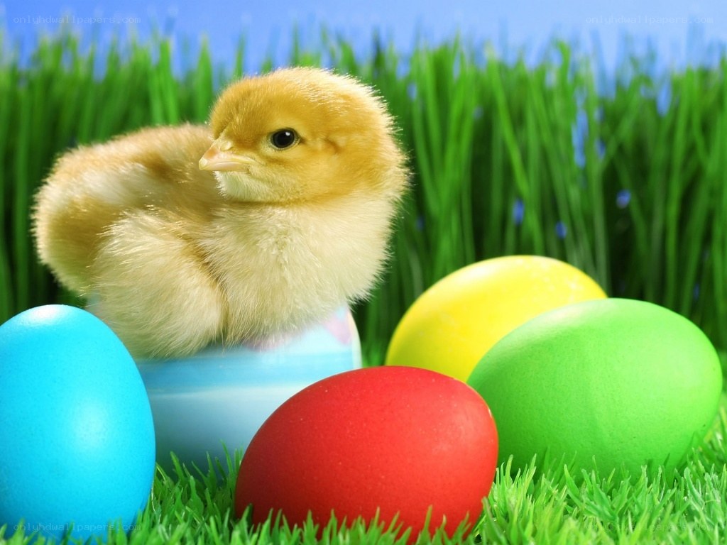 chick with easter eggs