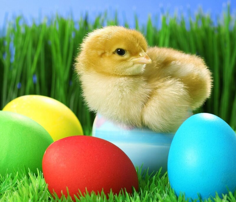 Chick with Easter Eggs — Green, Peaceful
