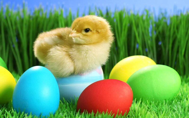 chick with easter eggs
