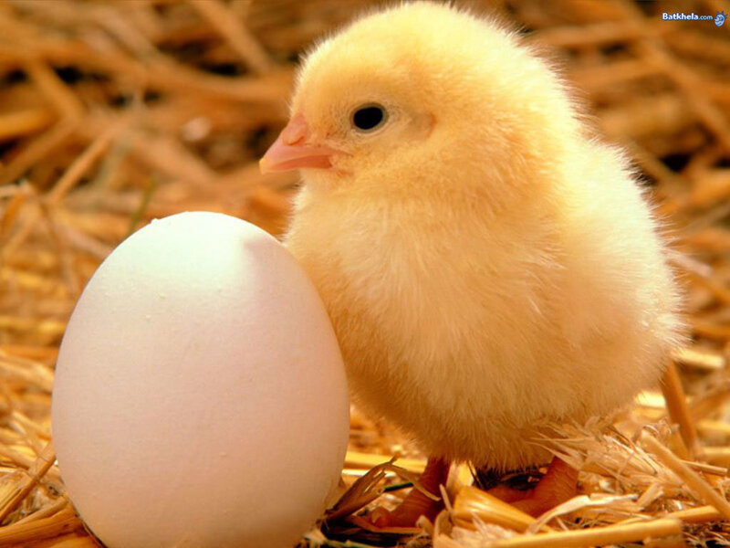 chick with egg on straw