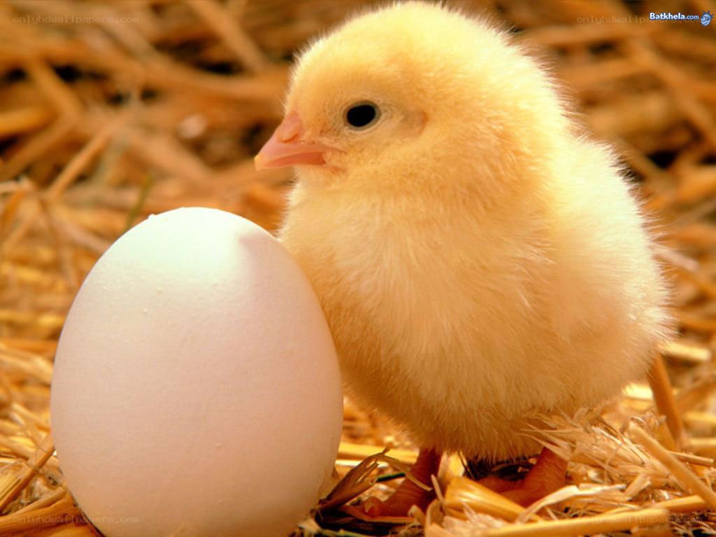 chick with egg on straw