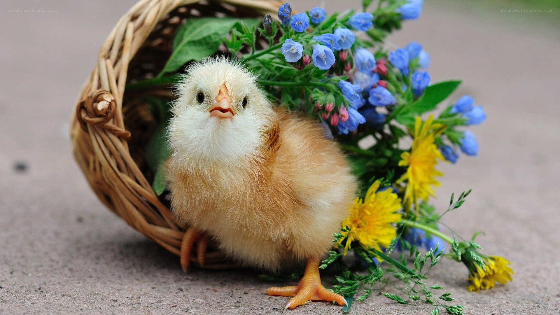 chick with flowers in basket