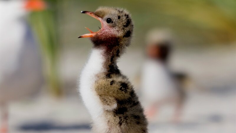Chick with Open Beak