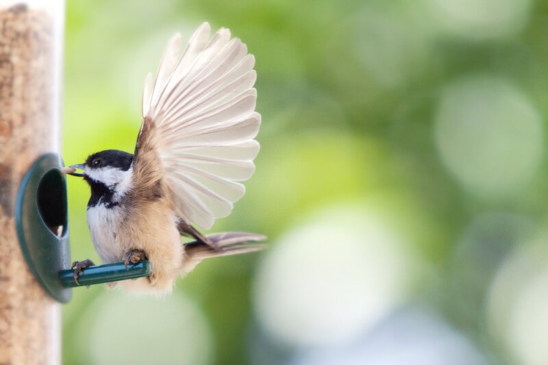 chickadee at bird feeder