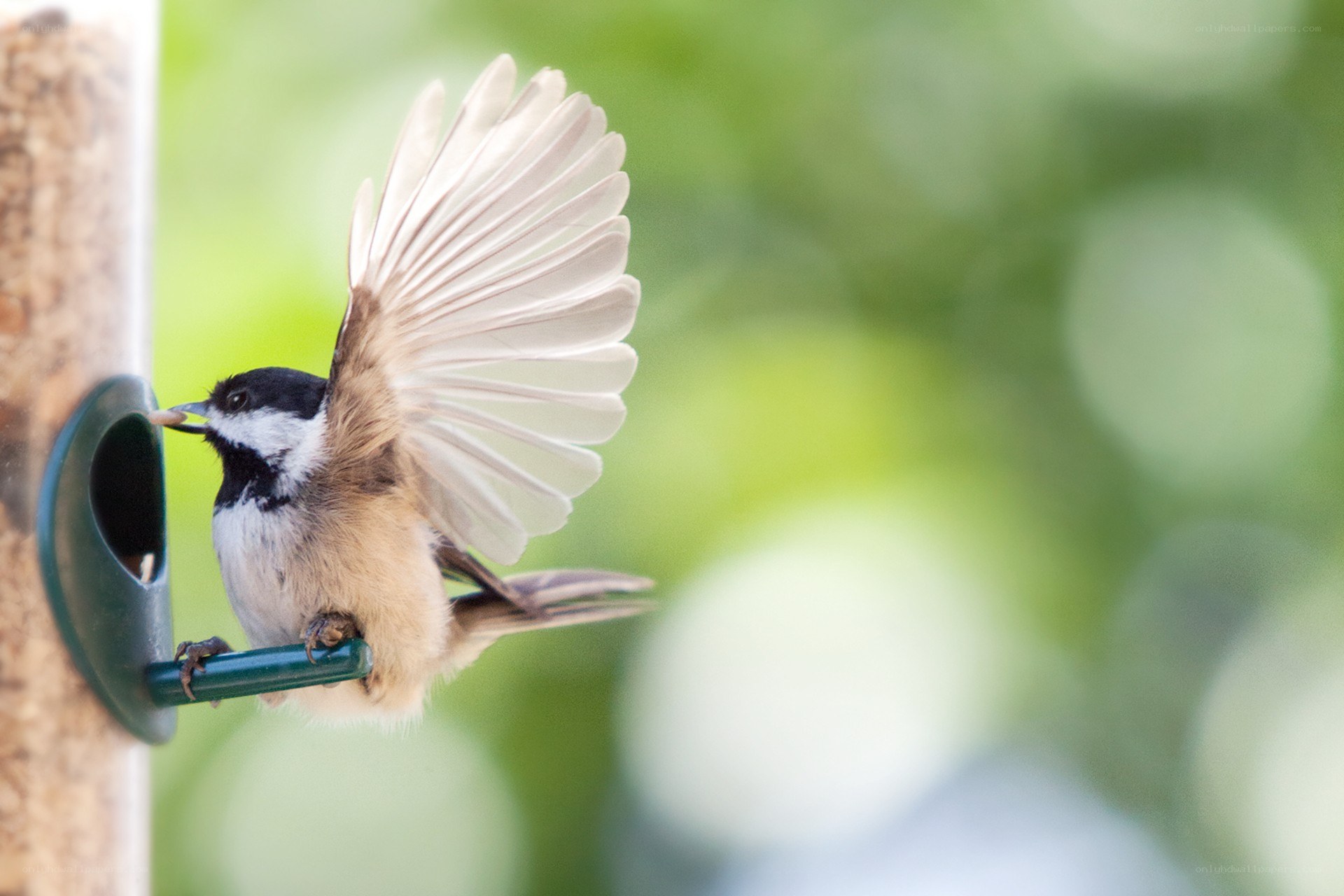 chickadee at bird feeder