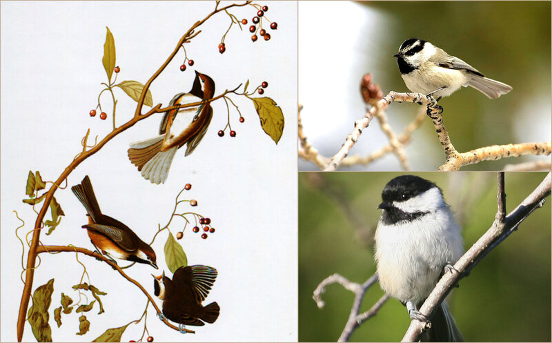 Chickadee Birds on Branch