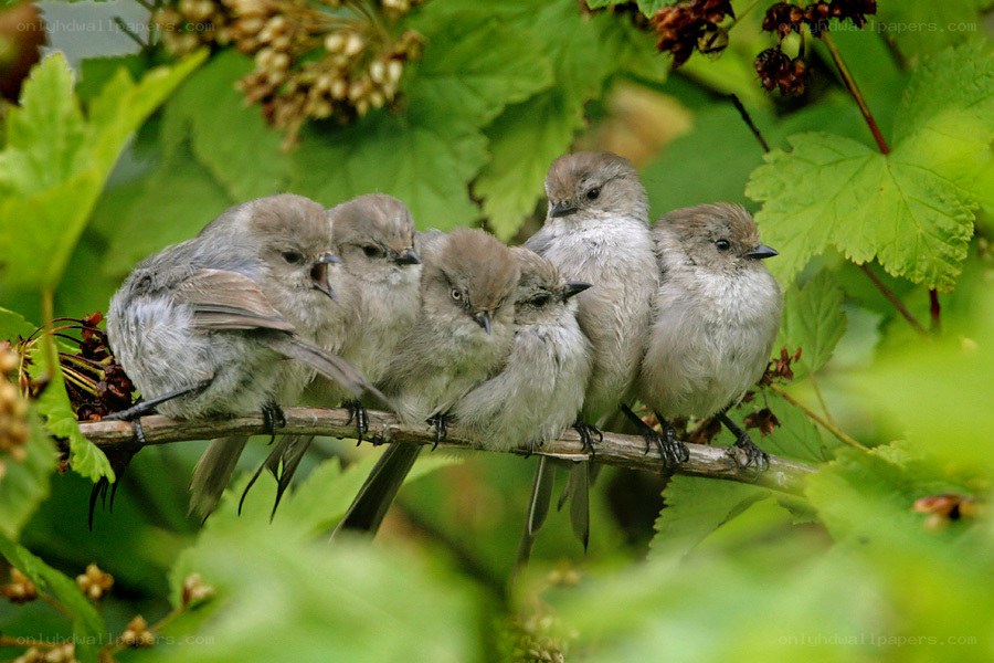 chickadee chicks huddled together