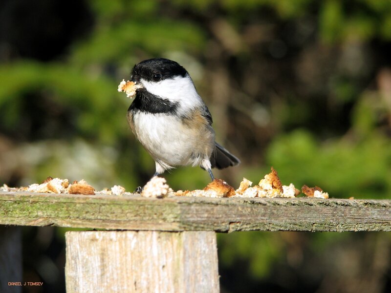 Chickadee eating bread crumbs