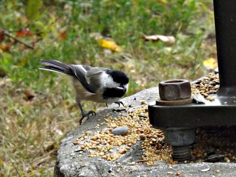 Chickadee Eating Seeds