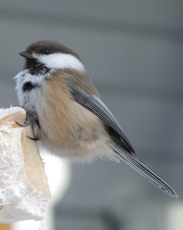 chickadee eating suet