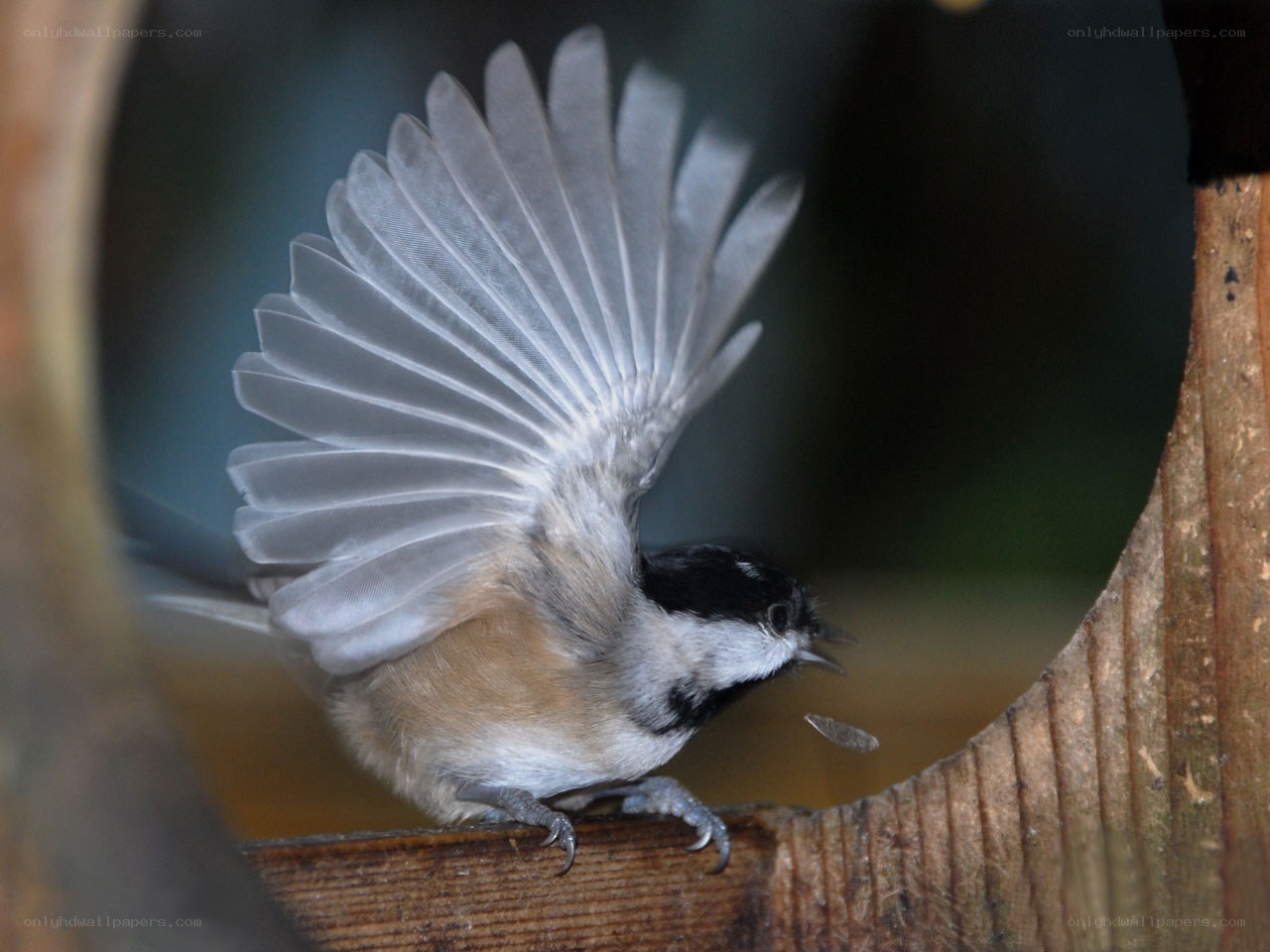 chickadee flapping wings