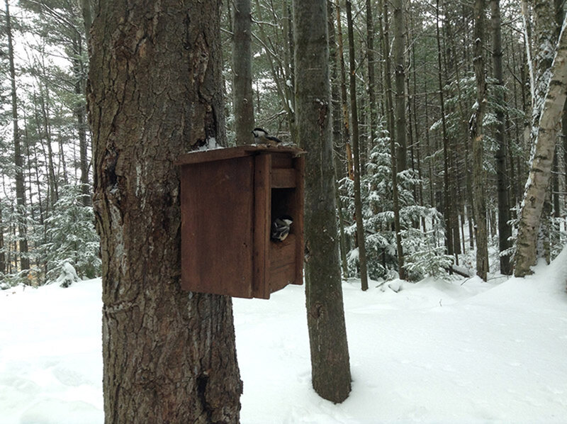 Chickadee in Birdhouse