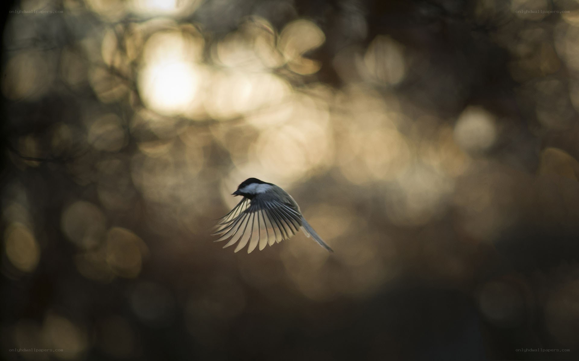 chickadee in flight at sunset