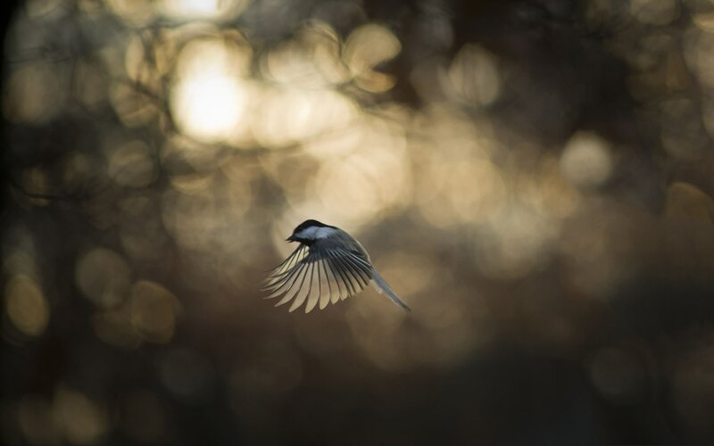 Chickadee in Flight — Brown, Serene