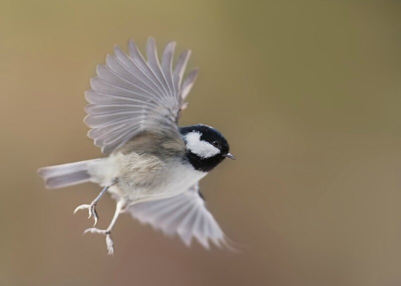 Chickadee in Flight — Brown
