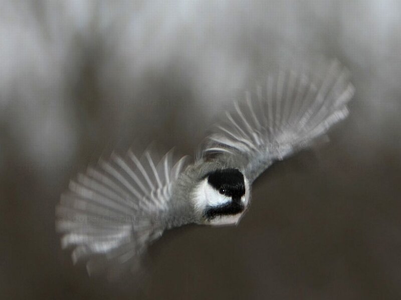 Chickadee in Flight — Gray