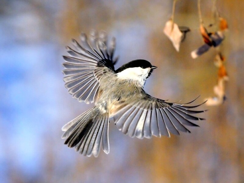 Chickadee in Flight