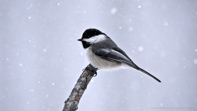 chickadee in snowstorm