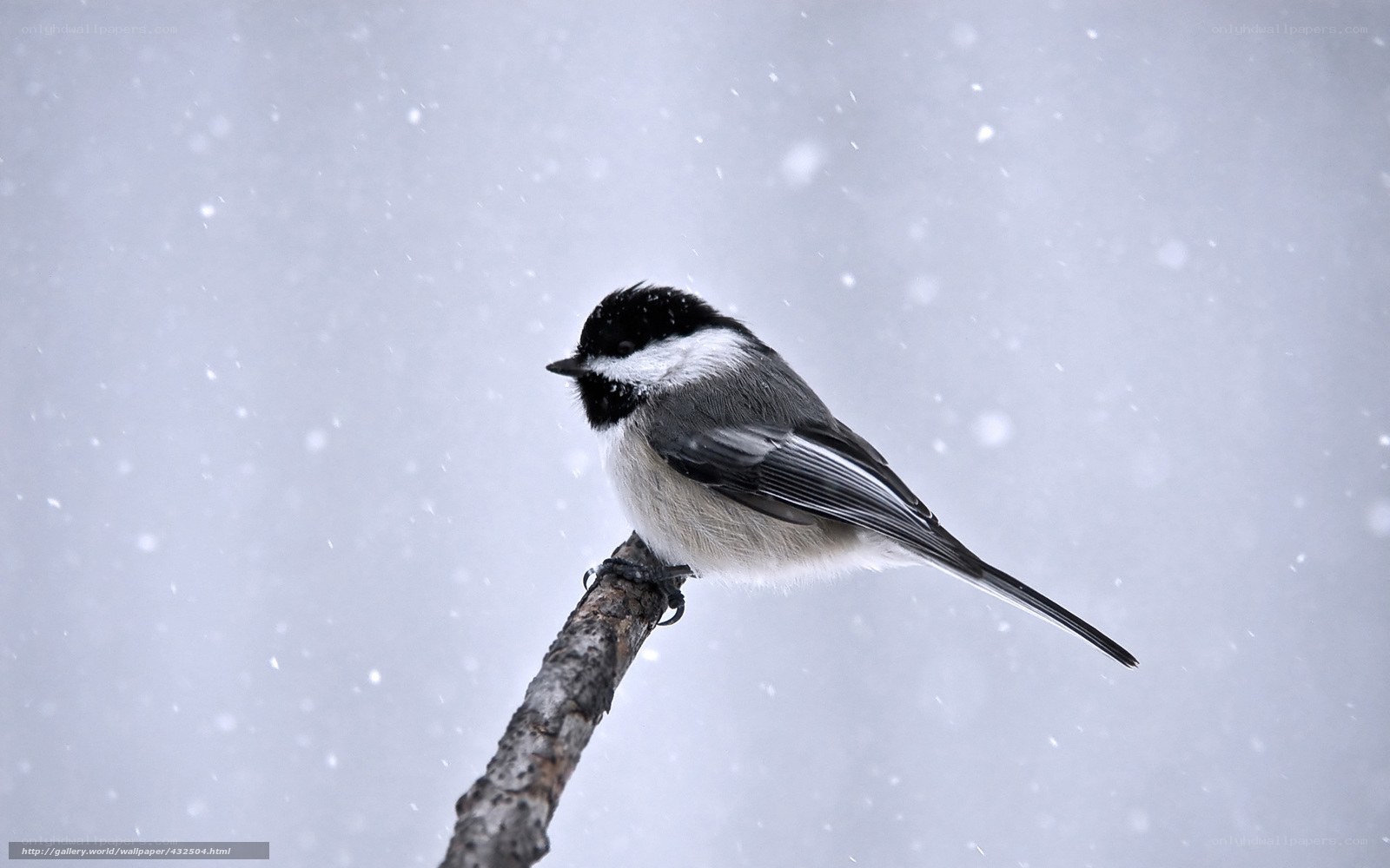 chickadee in snowstorm