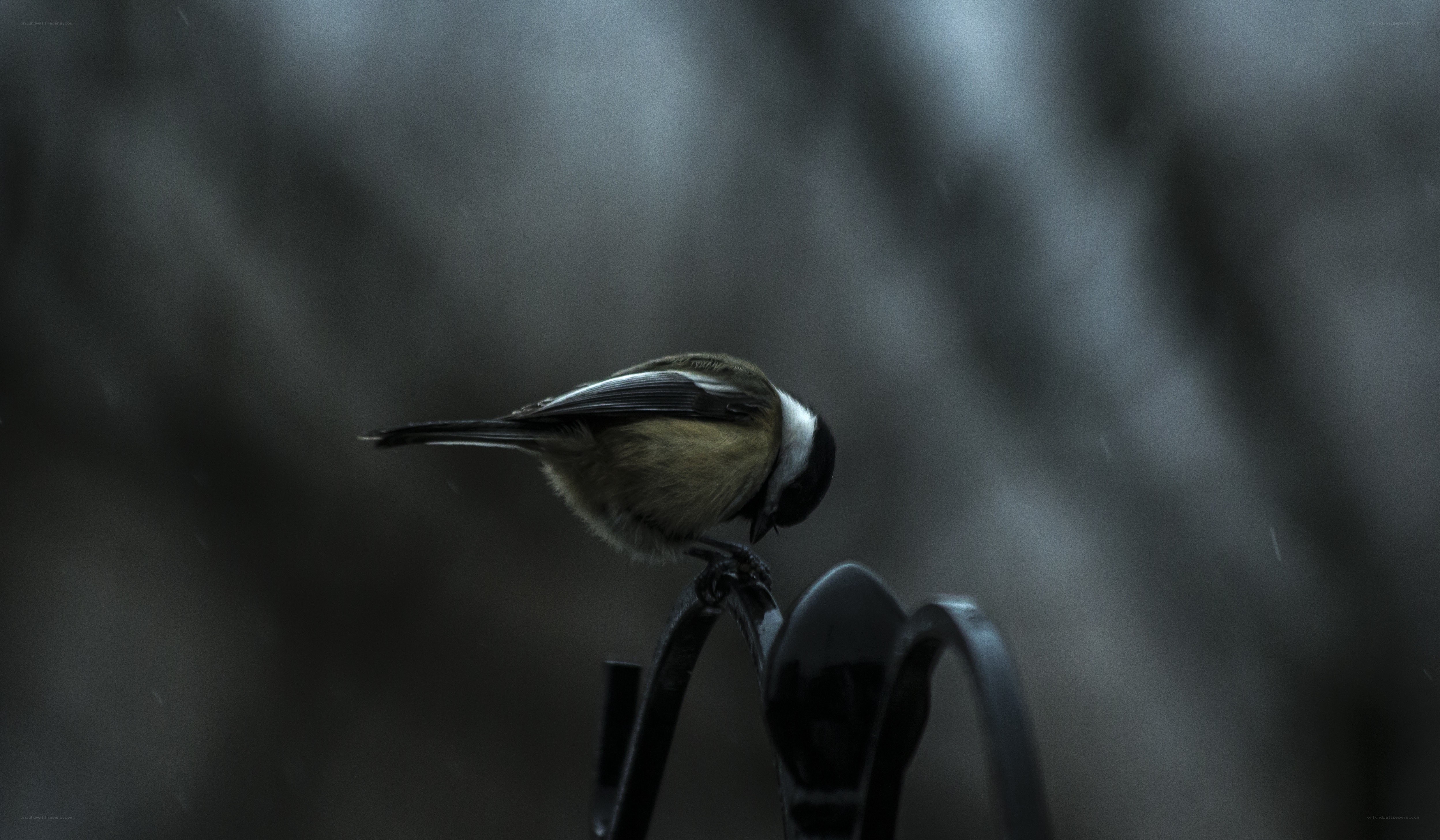 chickadee in the rain