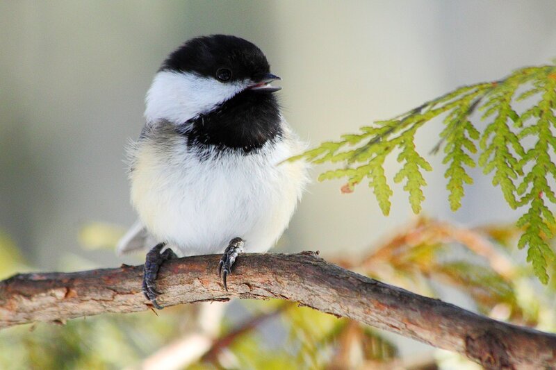 chickadee on a branch
