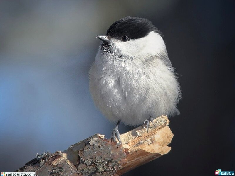 chickadee on a branch