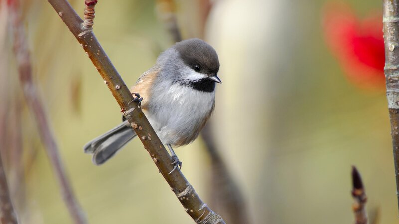 chickadee on a branch