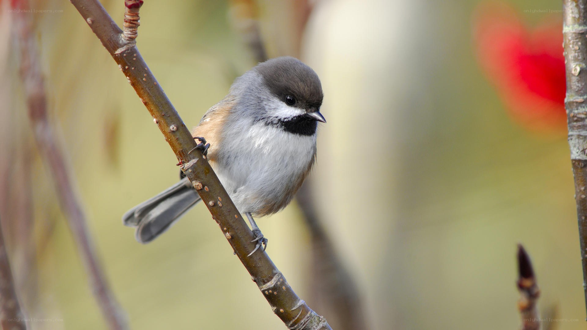 chickadee on a branch