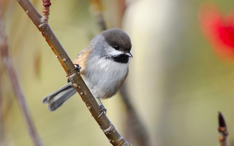 chickadee on a branch