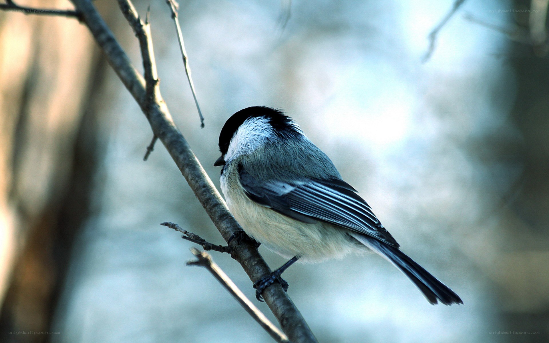 chickadee on a branch