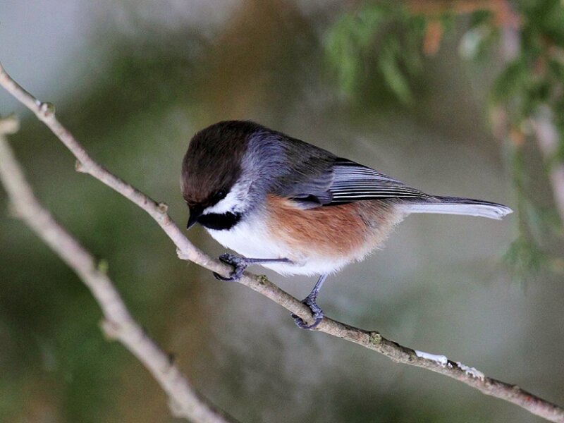 Chickadee on a Branch — Brown