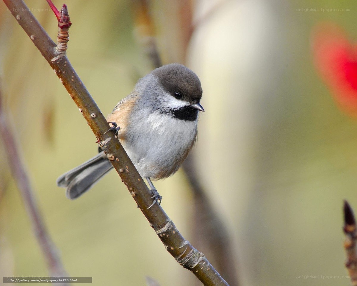 chickadee on a branch