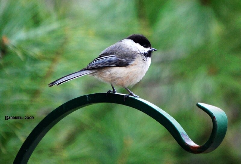 Chickadee on a feeder