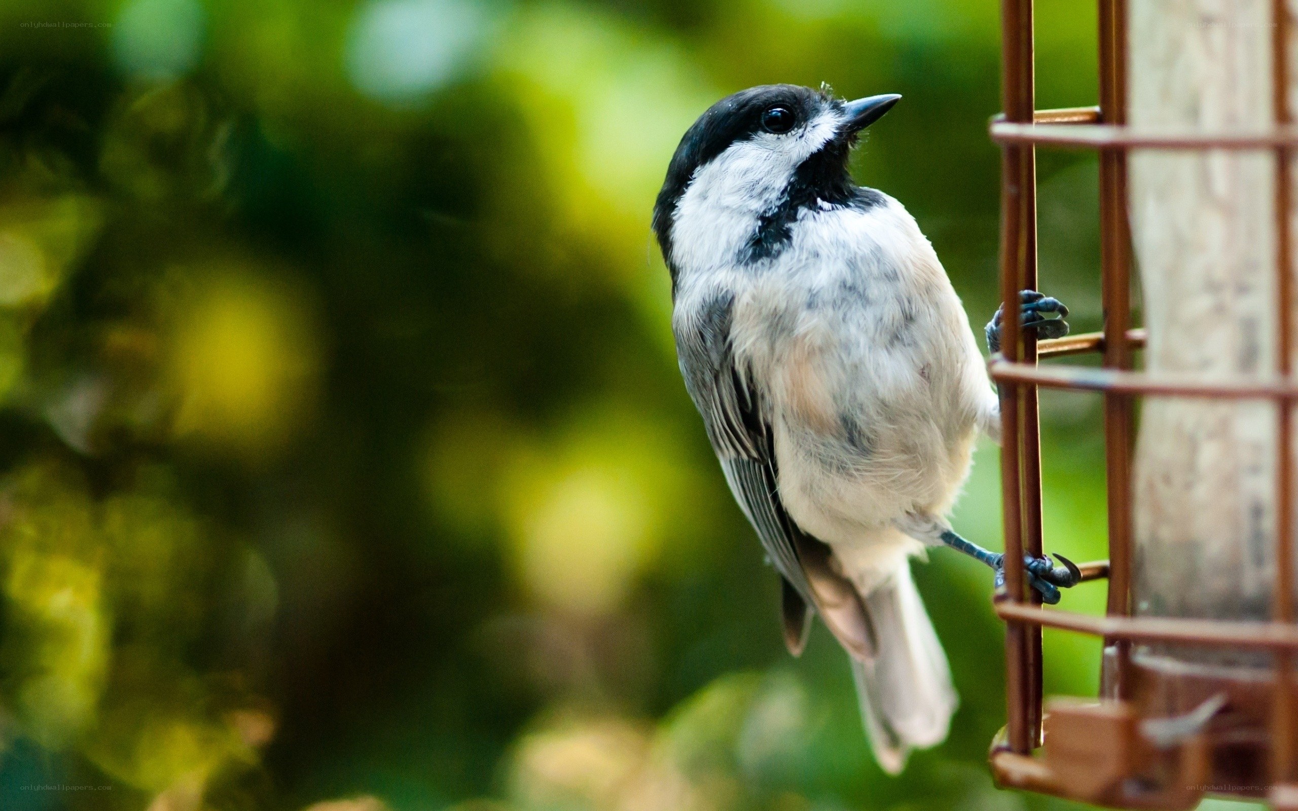 chickadee on a feeder