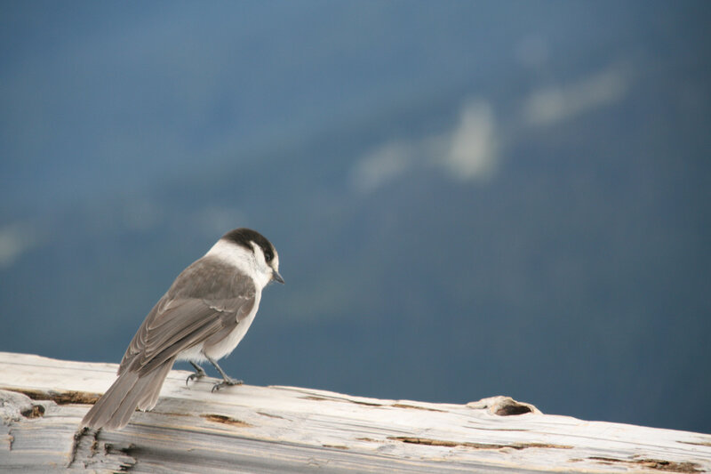 chickadee on a log