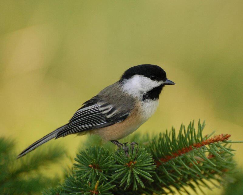 chickadee on a pine branch